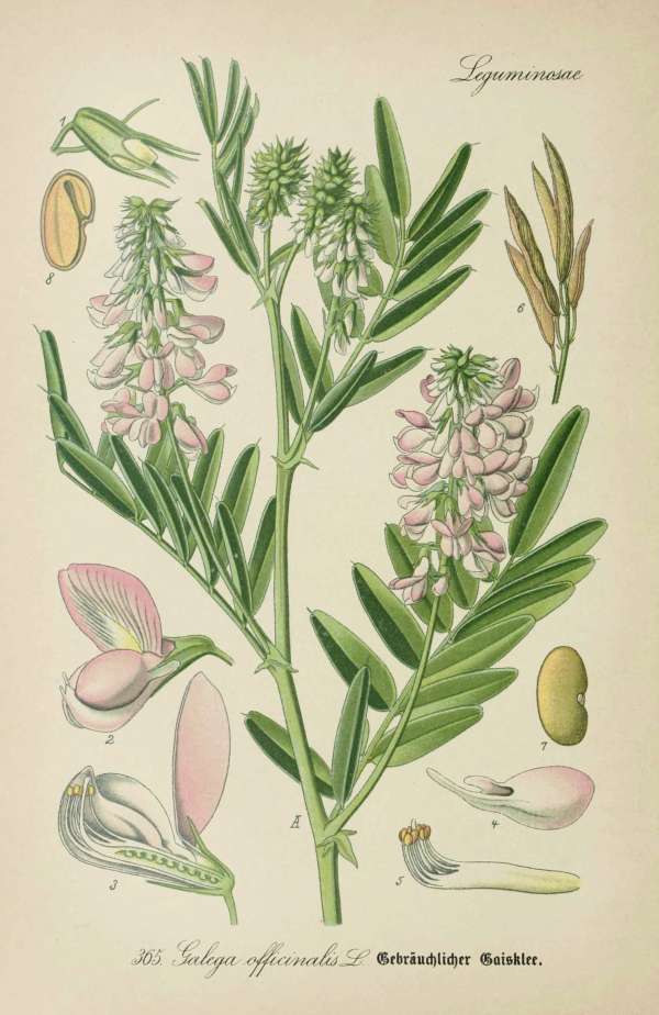 Gyógynövények, homeopátia, népi gyógyászat -57 – Orvosi kecskeruta Dr. Thomé  Botanika